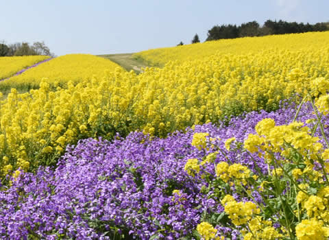 あわじ花さじき