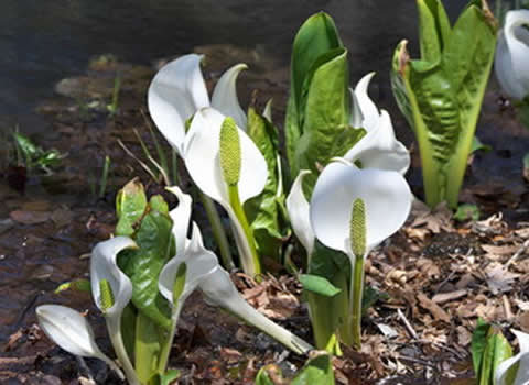 水芭蕉