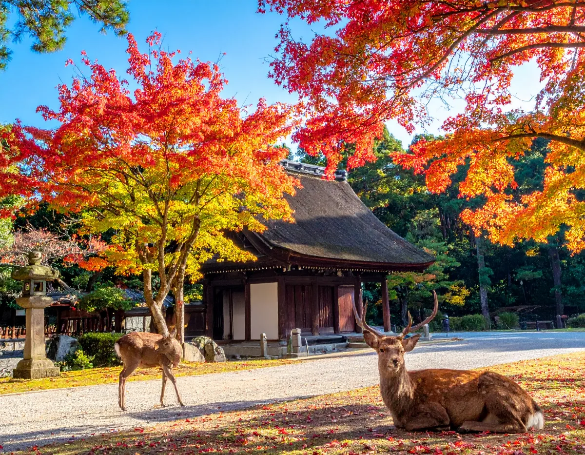 Why a Private Charter Beats a Fixed-Departure Kyoto Nara Day Tour