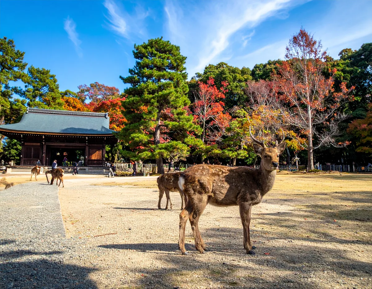 A Realistic Route: Nara First, Arashiyama Last