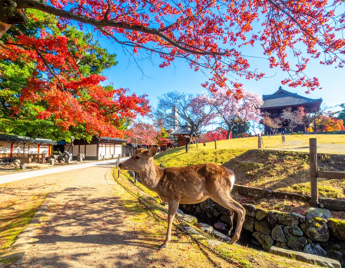 Boarding Points and Kyoto's Seasonal Traffic