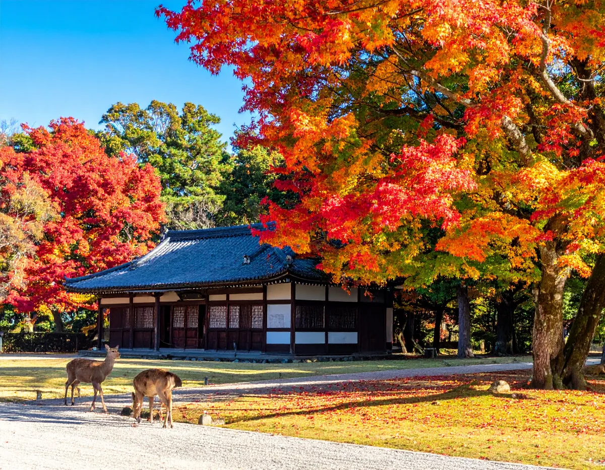 Does a Japanese Holiday Overlap with Thanksgiving in 2026?
