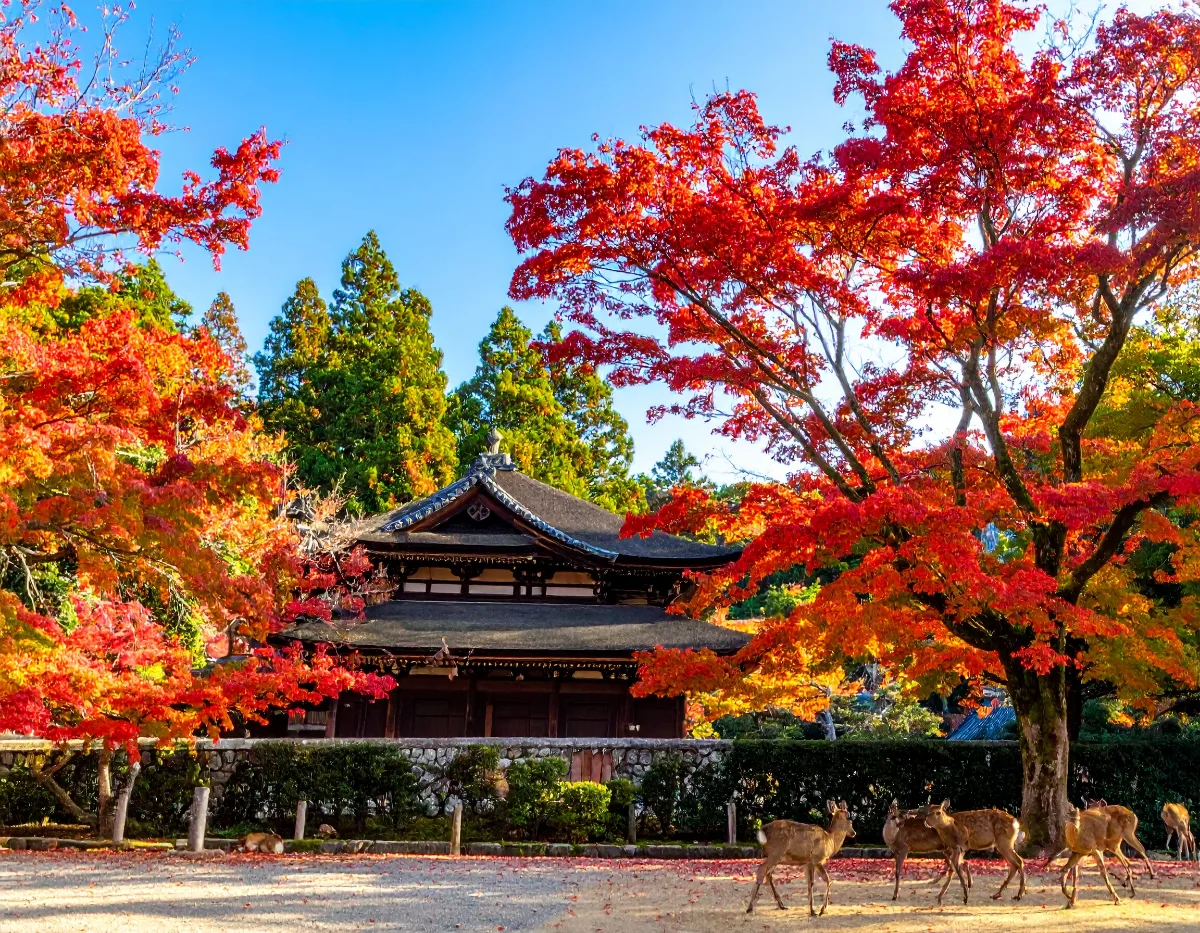 Chartering a School Group Bus in Japan: How Booking & Cost Actually Work