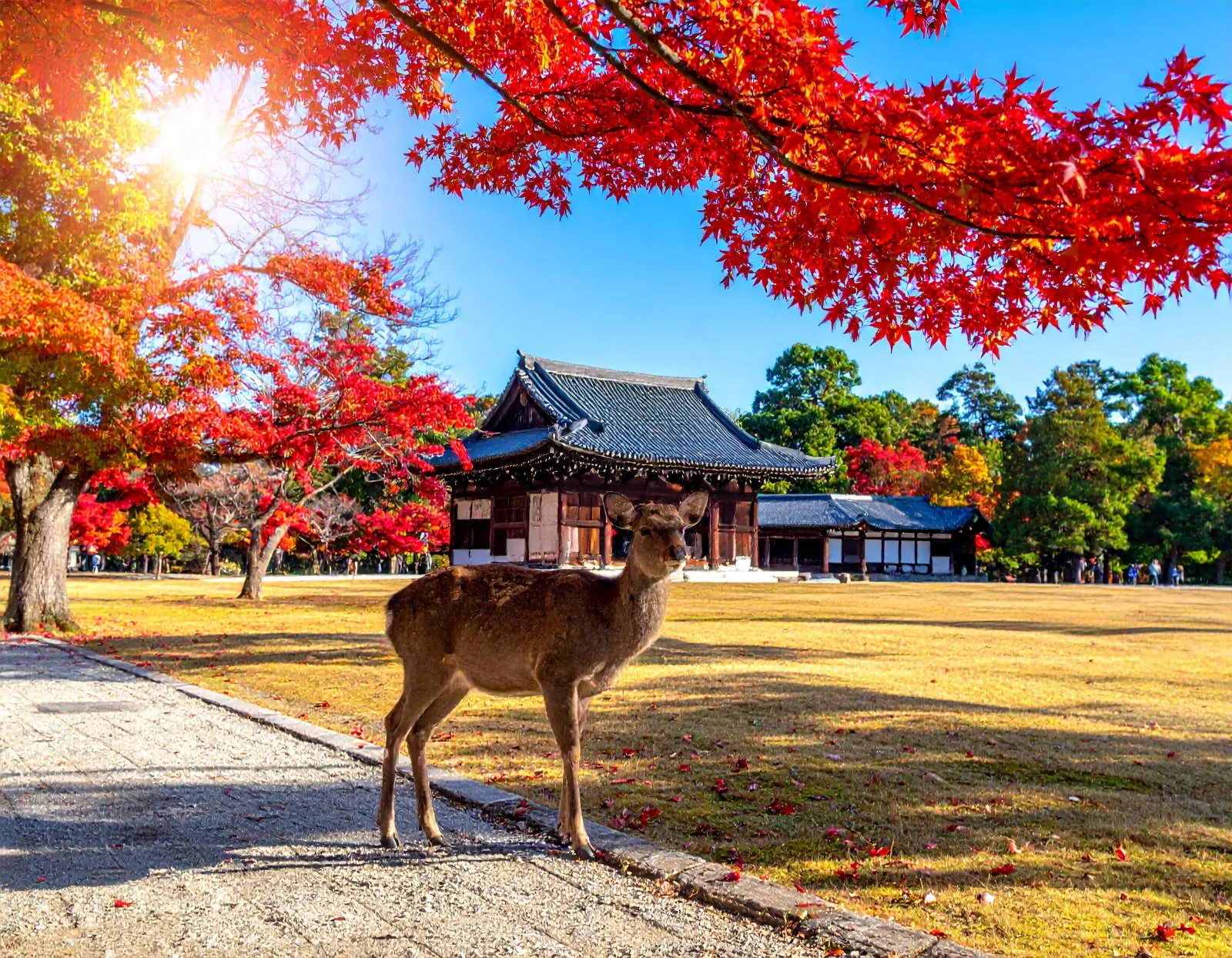 Japan School Group Tour Bus Charters: Booking & Cost Guide