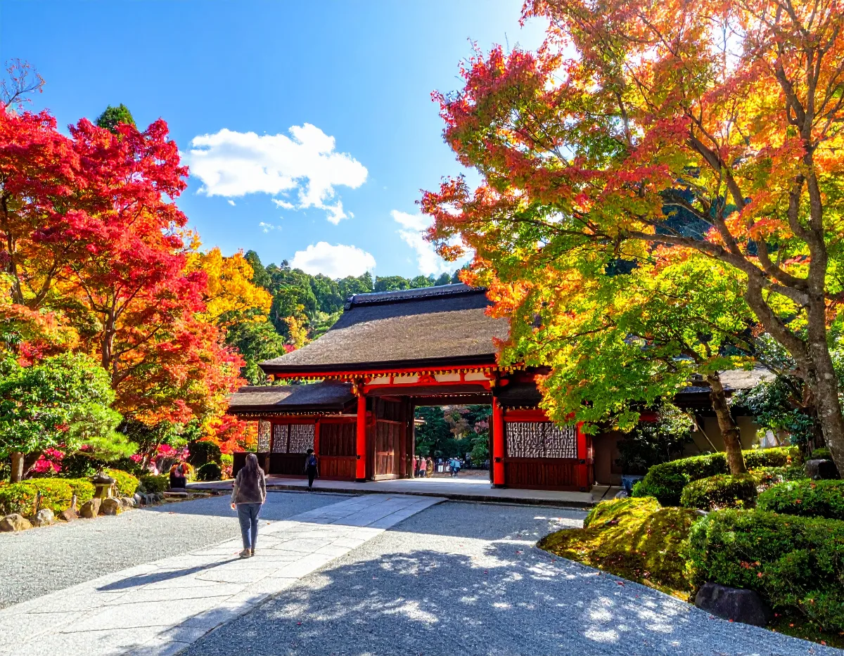 Why the Aso and Takachiho Mountain Roads Need Real Driving Experience